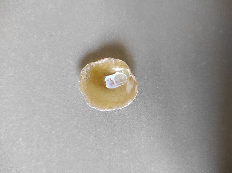 Bivalve?